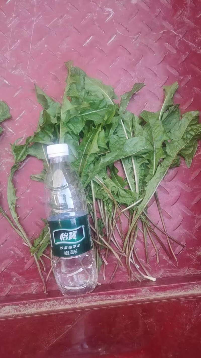 蒲公英大青叶。现挖鲜菜。可做蒲公英茶叶，冷冻碎菜