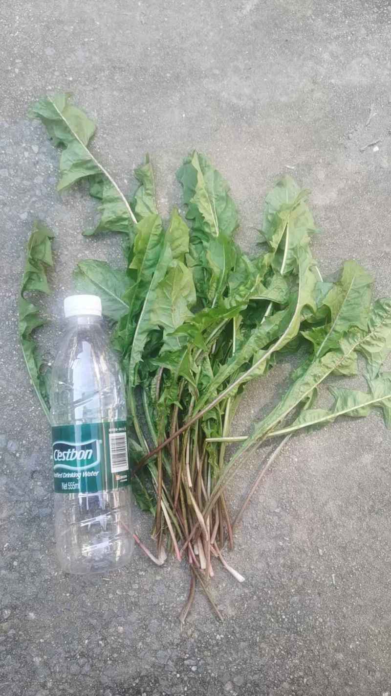蒲公英大青叶。现挖鲜菜。可做蒲公英茶叶，冷冻碎菜