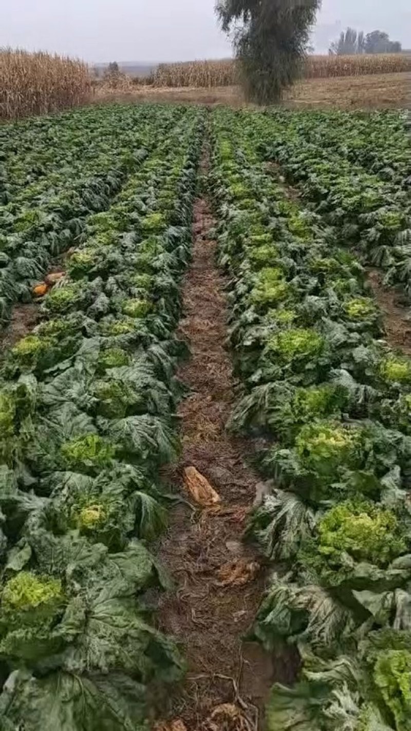 白菜