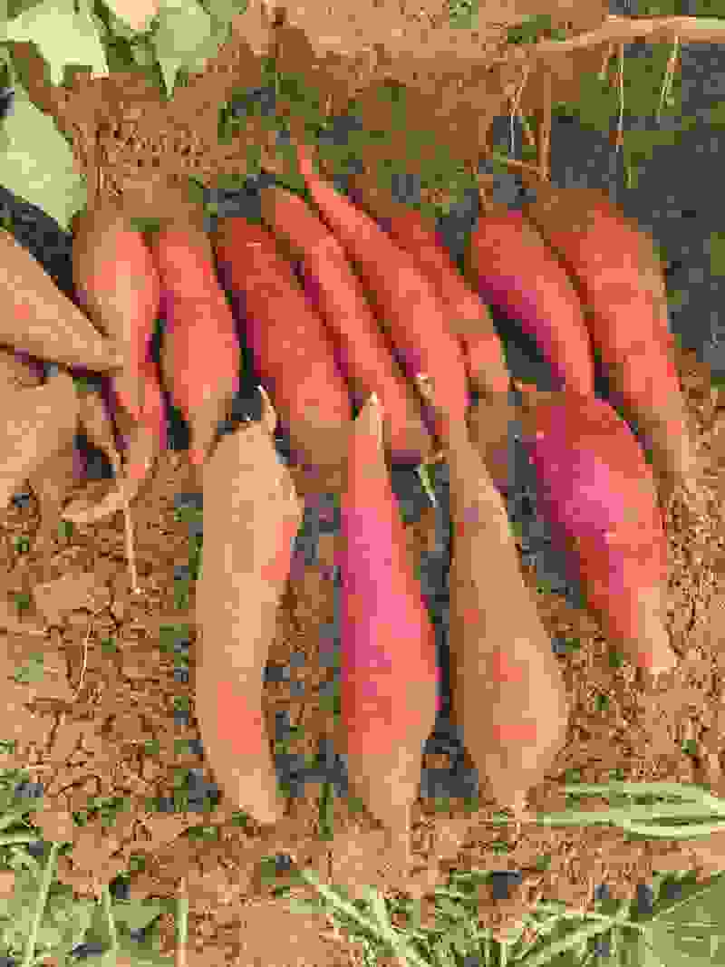 大量供应西瓜红