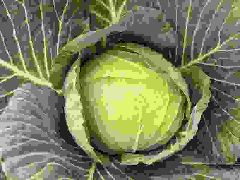 湖北莲花白大量上市