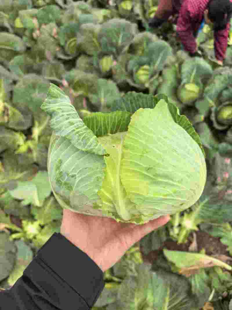 湖北莲花白大量上市