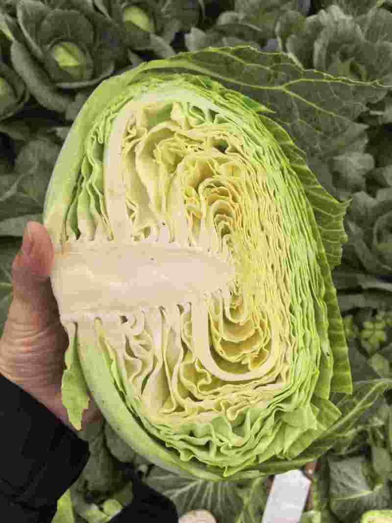 湖北莲花白大量上市