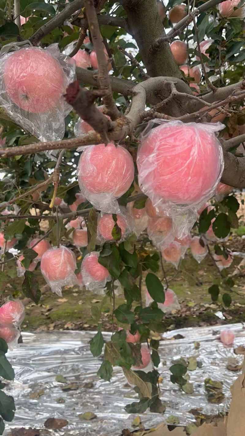 苹果