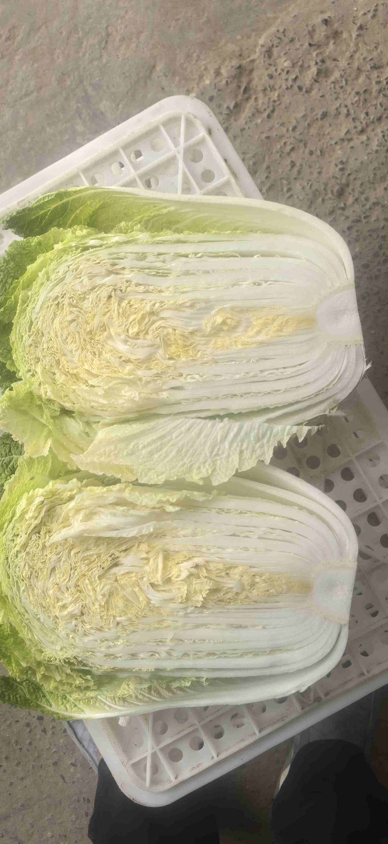 陕北大白菜矮颗小义和秋