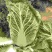 陕北大白菜矮颗小义和秋