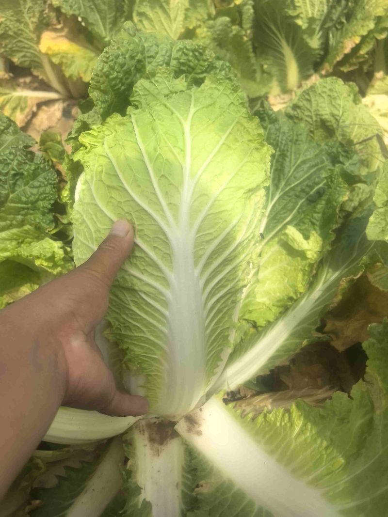 陕北大白菜矮颗小义和秋