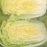 陕北大白菜矮颗小义和秋