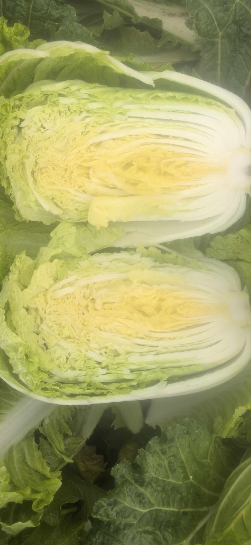 陕北大白菜矮颗小义和秋