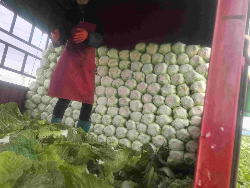 陕北大白菜矮颗小义和秋