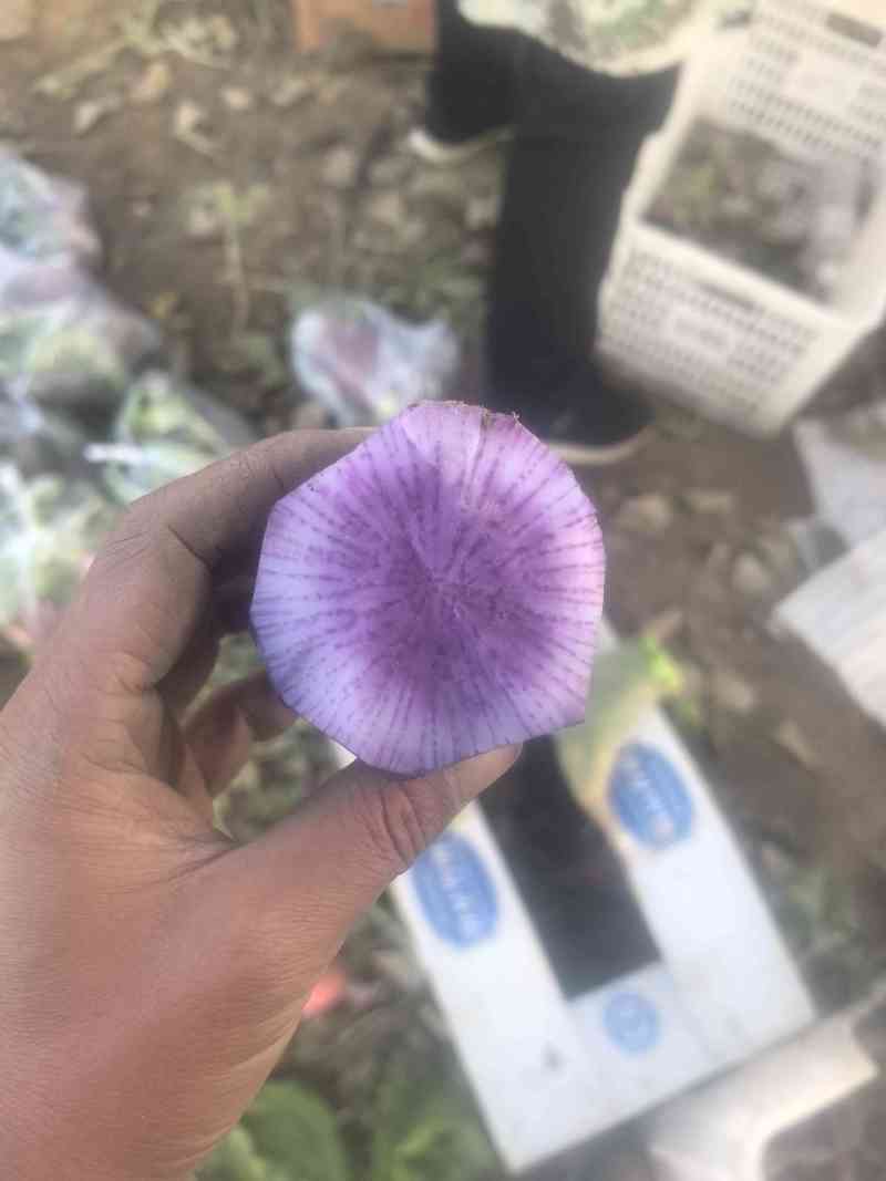 冰激凌萝卜
