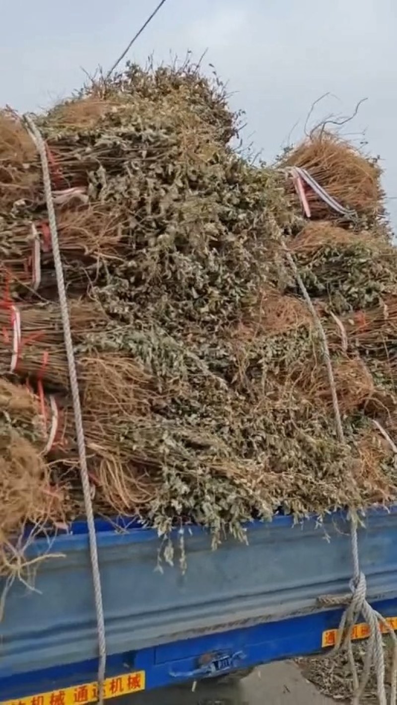 紫穗槐小苗，（东北油条）品质好价