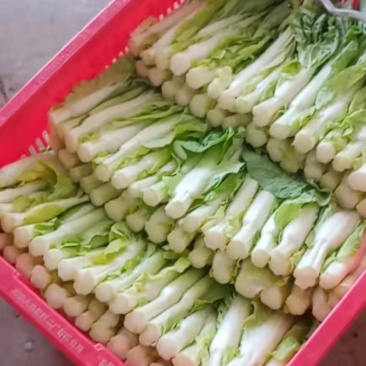 中华白，霸王苔