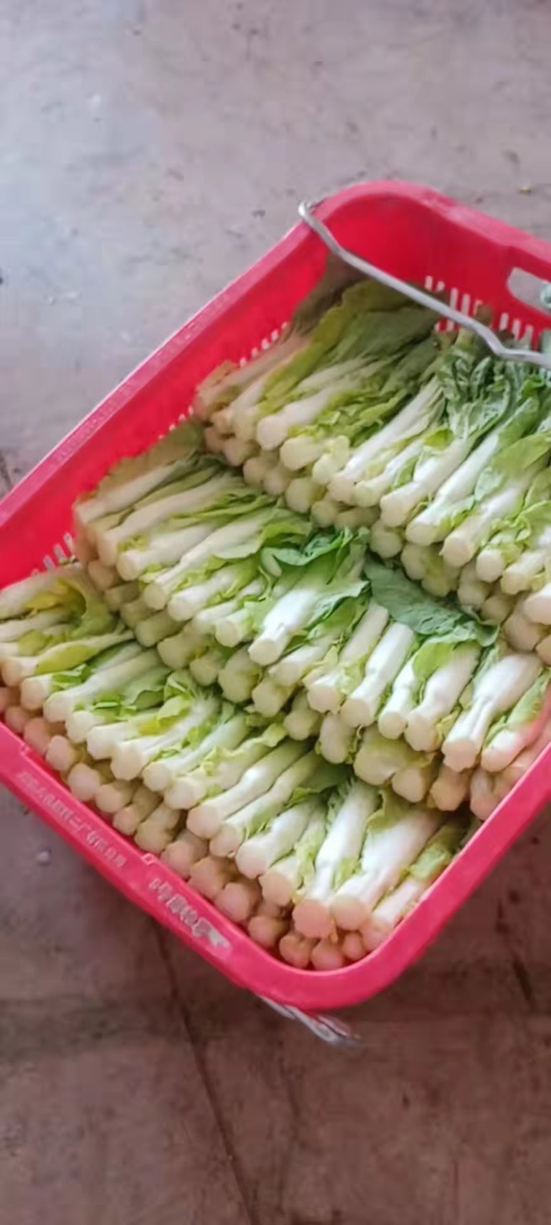 中华白，霸王苔