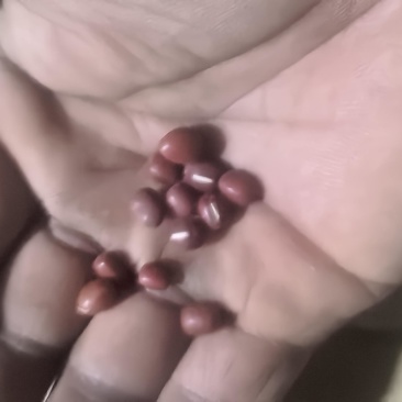 红小豆