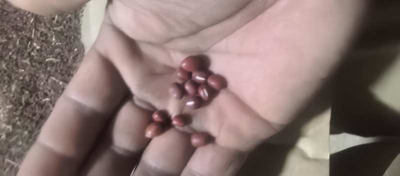 红小豆