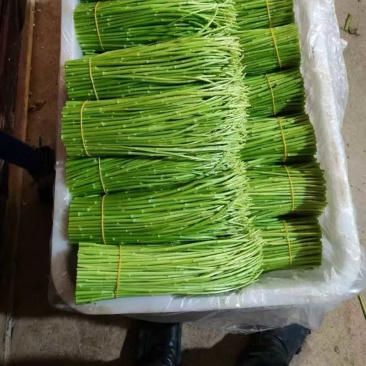 云南精品藜蒿，产地直供