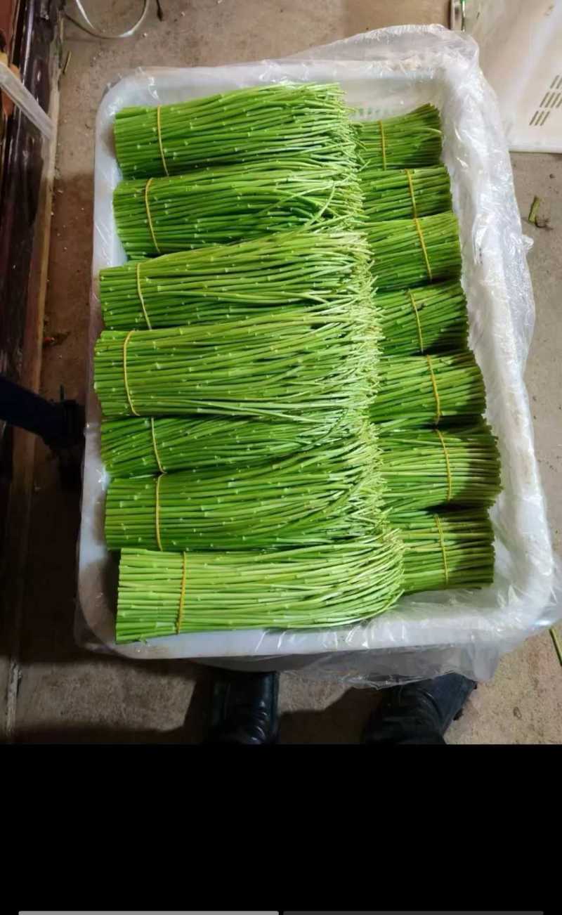 云南精品藜蒿，产地直供