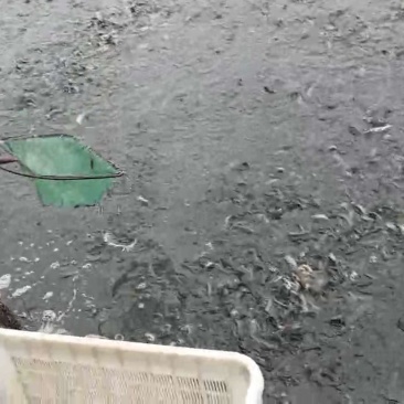 衢州龙游大量台湾泥鳅批发，