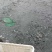 衢州龙游大量台湾泥鳅批发，