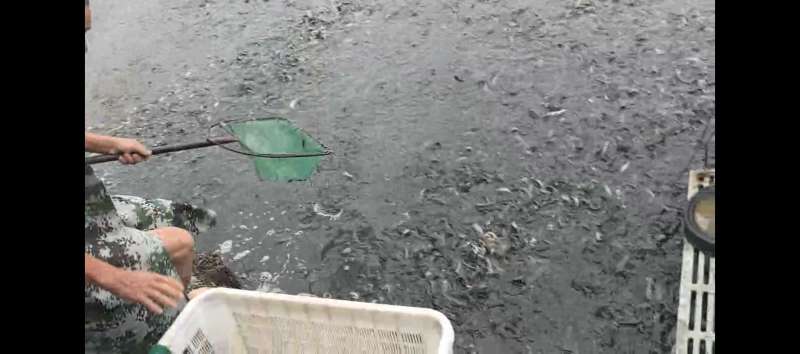 衢州龙游大量台湾泥鳅批发，