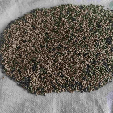 优质大量水飞蓟籽