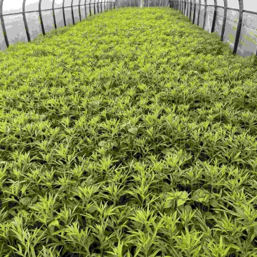 云南精藜蒿产地直供品质保障