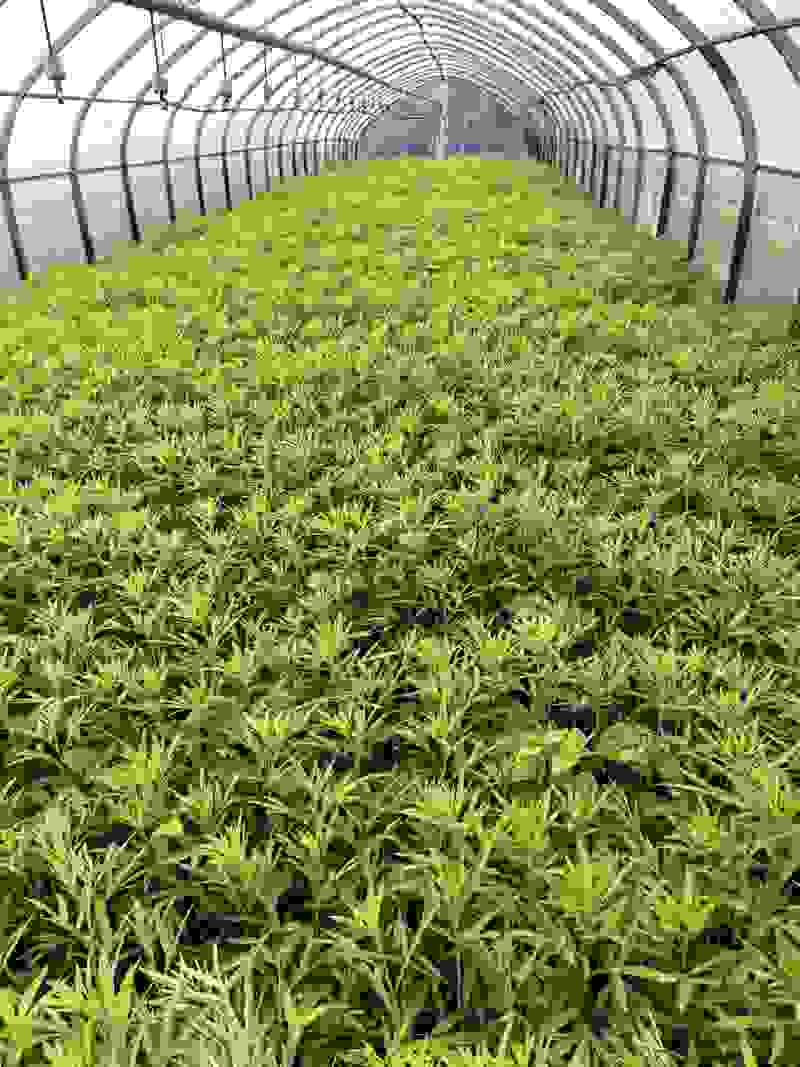 云南精藜蒿产地直供品质保障