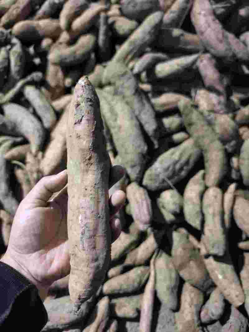 冰糖蜜薯，白哈密