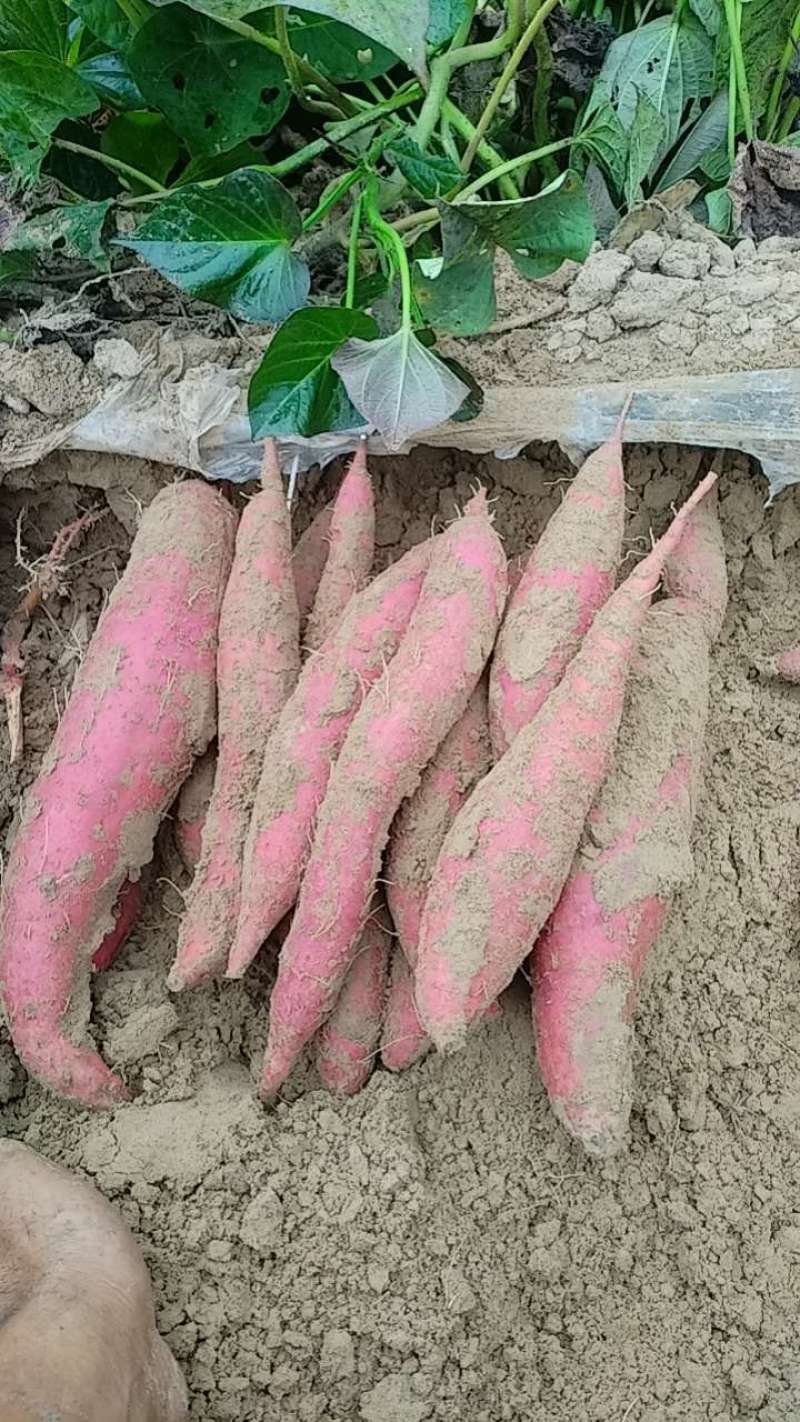 西瓜红固安