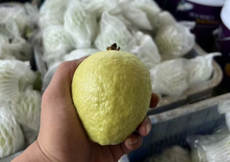 广州番石榴（芭乐）-奶油-珍珠-红心！支持顺丰一件代发