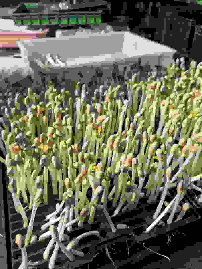 花生芽