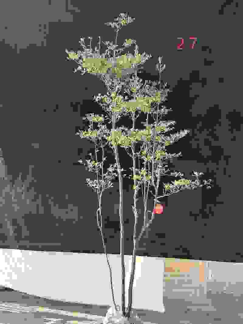 日本吊钟