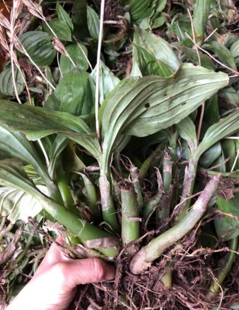 见血清鲜货，常年供应，无硫，野生，自产自销