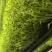 空心菜