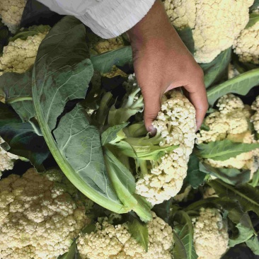 小米青梗散花