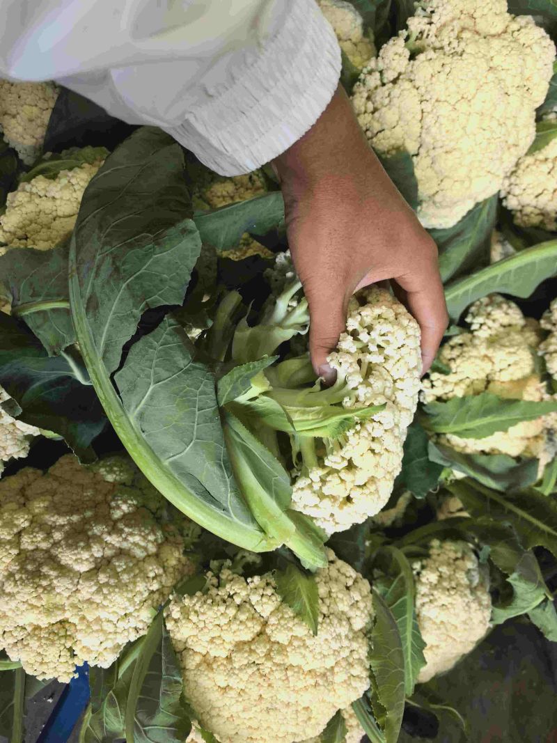 小米青梗散花