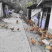 批发优质土鸡