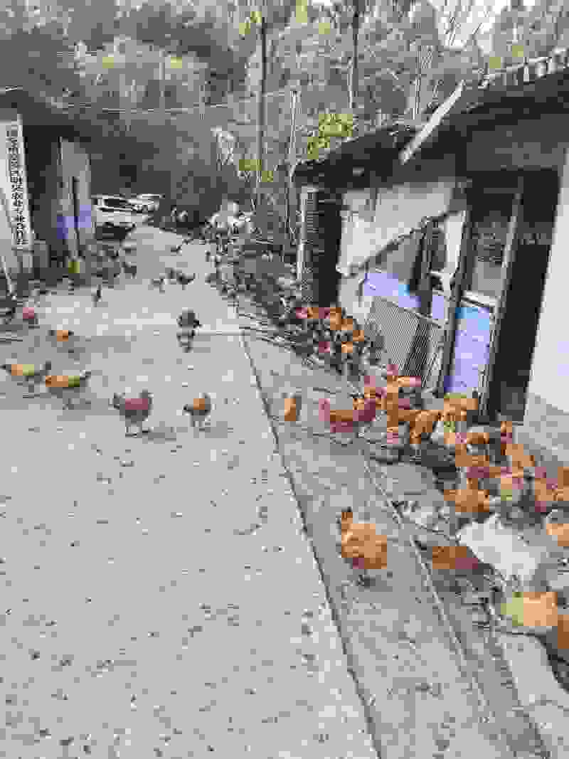 批发优质土鸡
