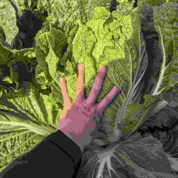 湖北黄心白菜大量上市