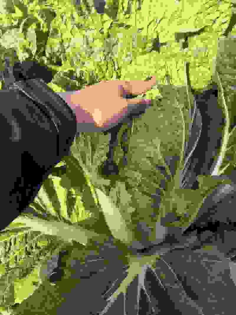 湖北黄心白菜大量上市