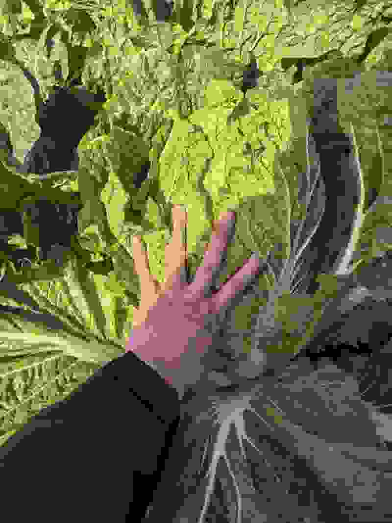 湖北黄心白菜大量上市