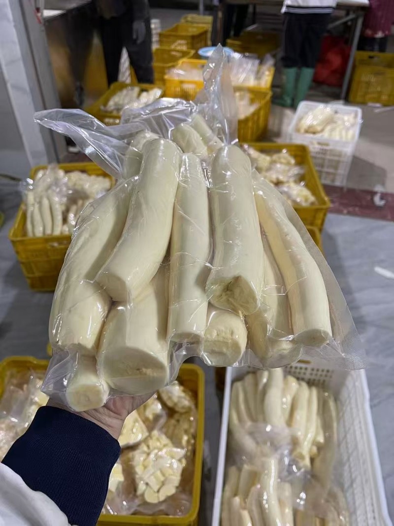 大量供华南九号黄心木薯