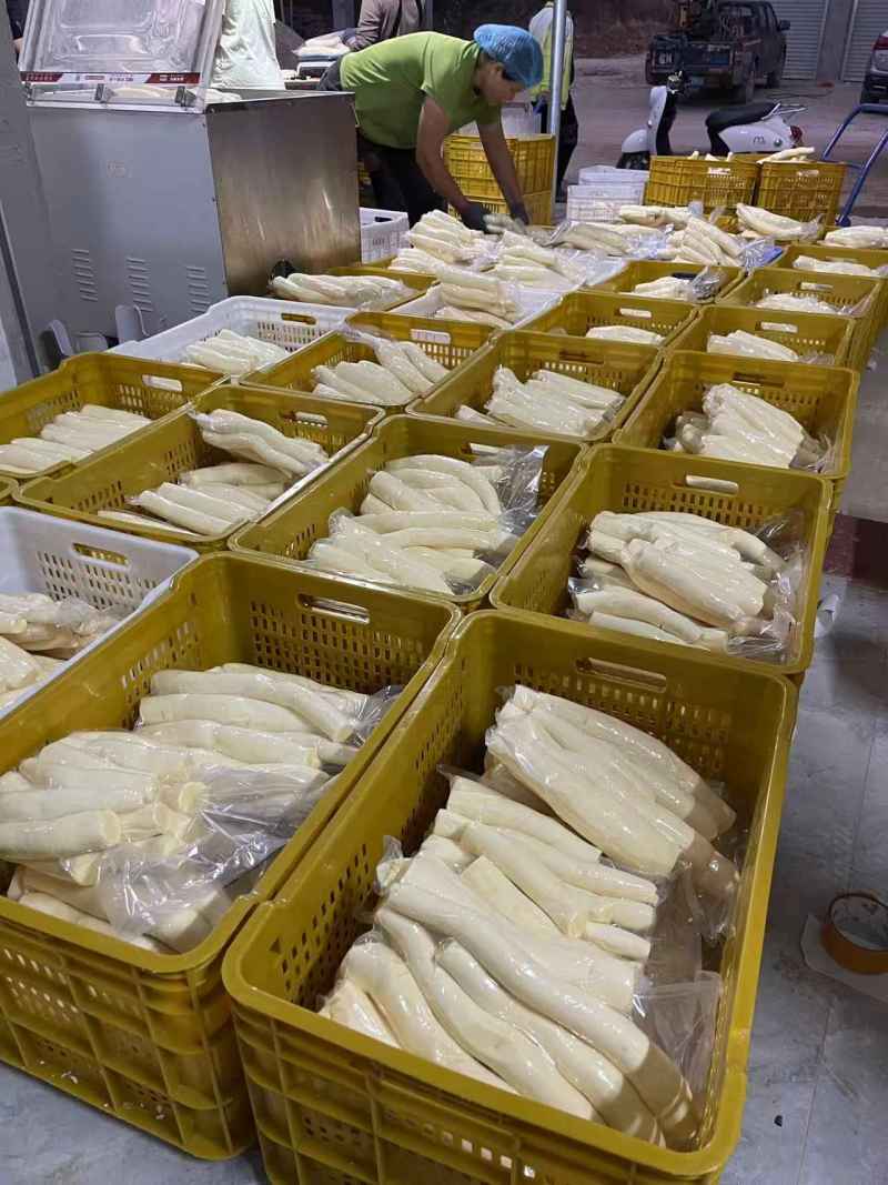 大量供华南九号黄心木薯