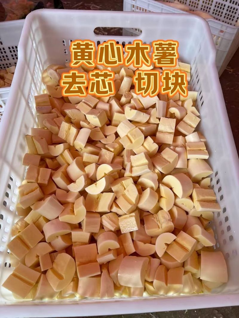 大量供华南九号黄心木薯