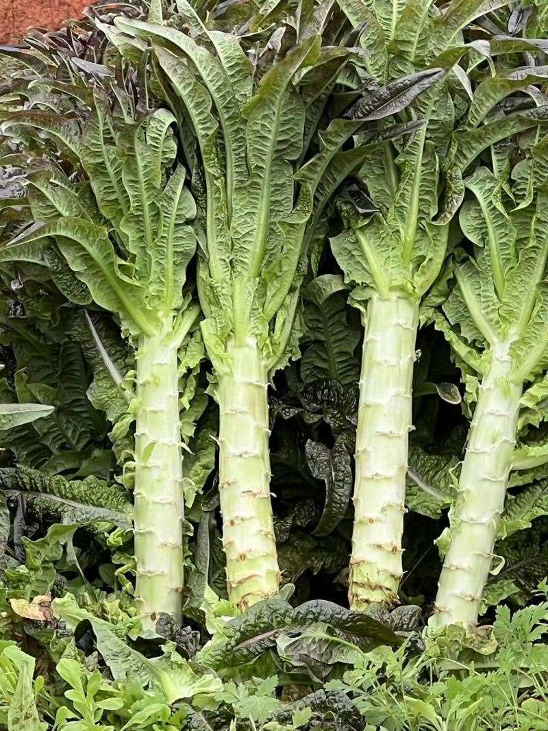 紫叶莴笋