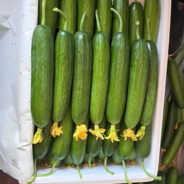 水果黄瓜小黄瓜干花鲜花，规格全，市场档口，一件