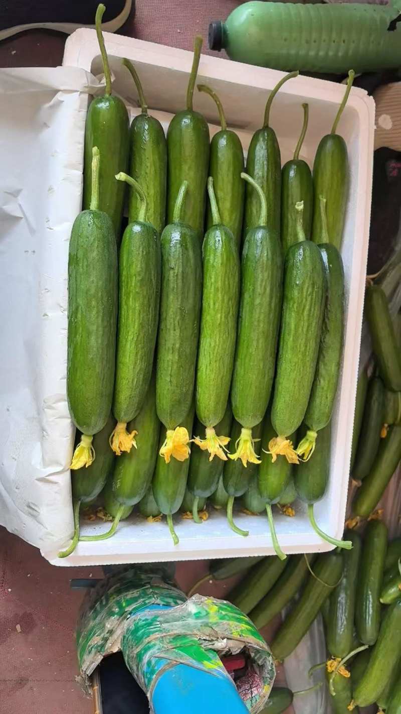 水果黄瓜小黄瓜干花鲜花，规格全，市场档口，一件
