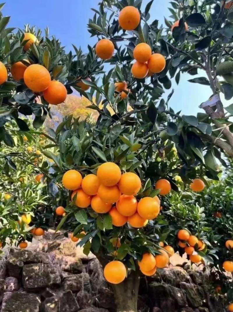 宾川橙大量上市有需要私信