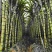 基地直批黄金甘蔗均匀现货